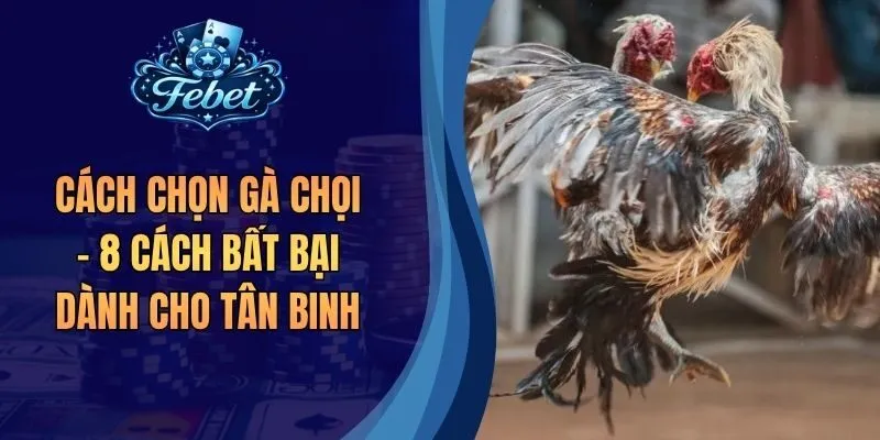 Cách Chọn Gà Chọi - 8 Cách Bất Bại Dành Cho Tân Binh